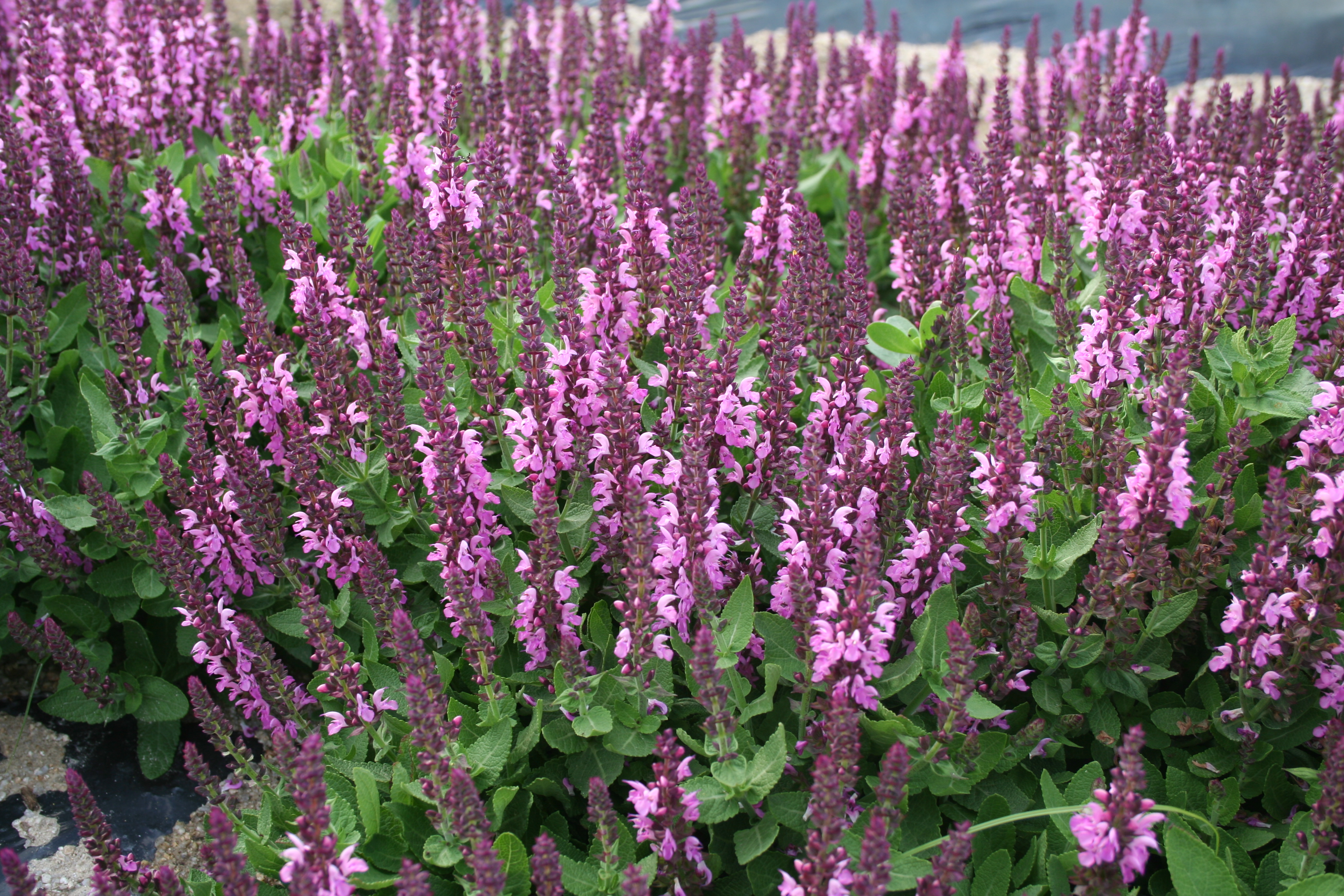 Salvia sylvestris 'Rose Queen'